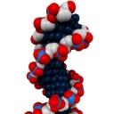 CC Sharealike Enzymlogic https://www.flickr.com/photos/101755654@N08/9735192821