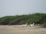 <p>Cows are sacred in India. They are allowed to roam freely. The Hindu religion teaches that if you have lived many good lives, the ultimate form you can be reincarnated into is a cow.</p>