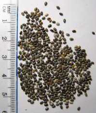 Chia seeds. Source: Magister Mathematicae on Wikimedia Commons.